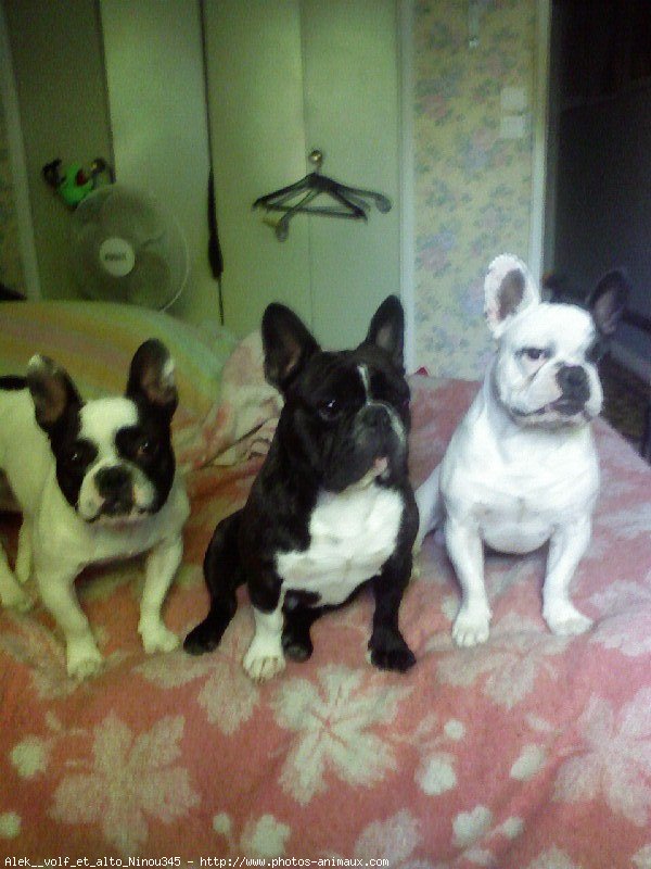 Photo de Bouledogue franais