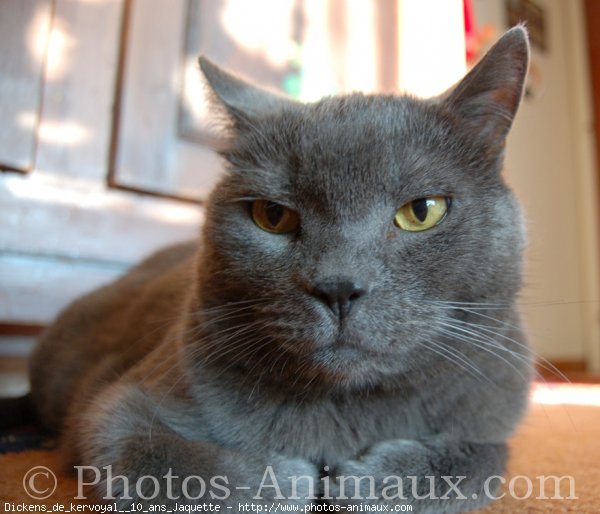 Photo de Chartreux