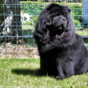 Photo de Chow chow