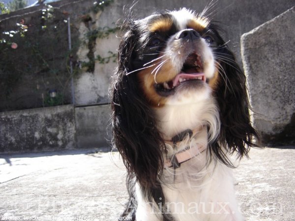 Photo de Cavalier king charles spaniel