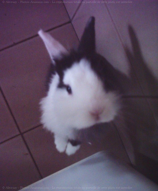 Photo de Lapin