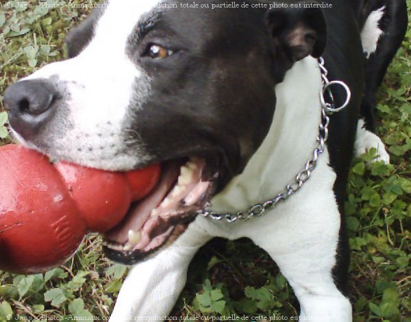 Photo d'American staffordshire terrier