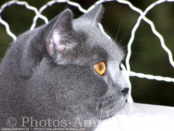 Photo de Chartreux