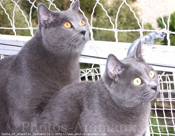 Photo de Chartreux