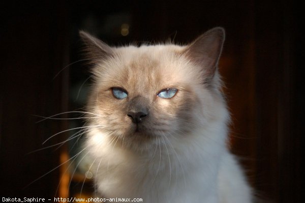 Photo de Sacr de birmanie