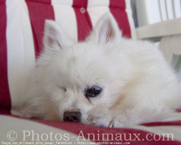 Photo de Spitz moyen