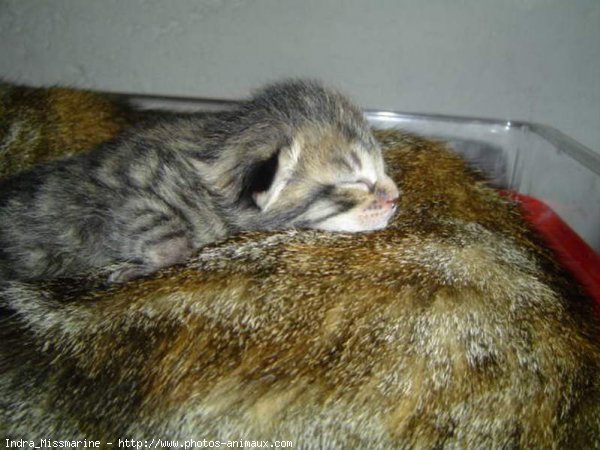 Photo de Chat domestique