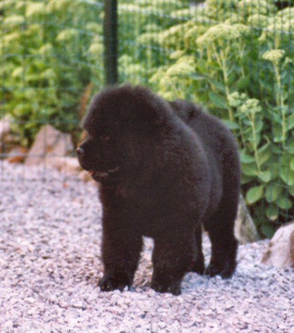 Photo de Chow chow