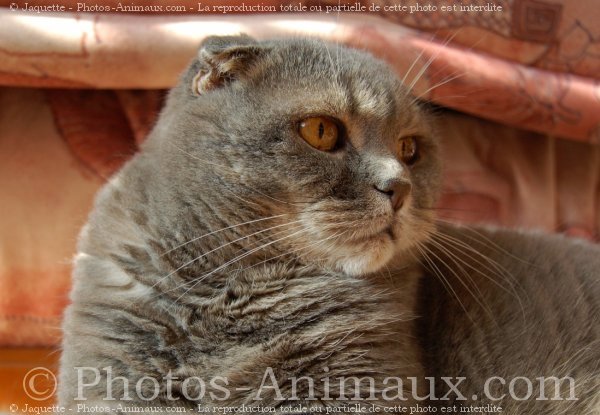 Photo de Scottish fold