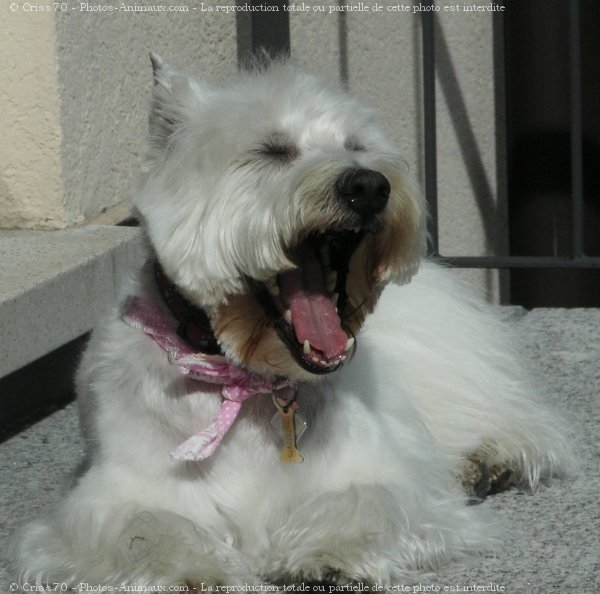 Photo de West highland white terrier