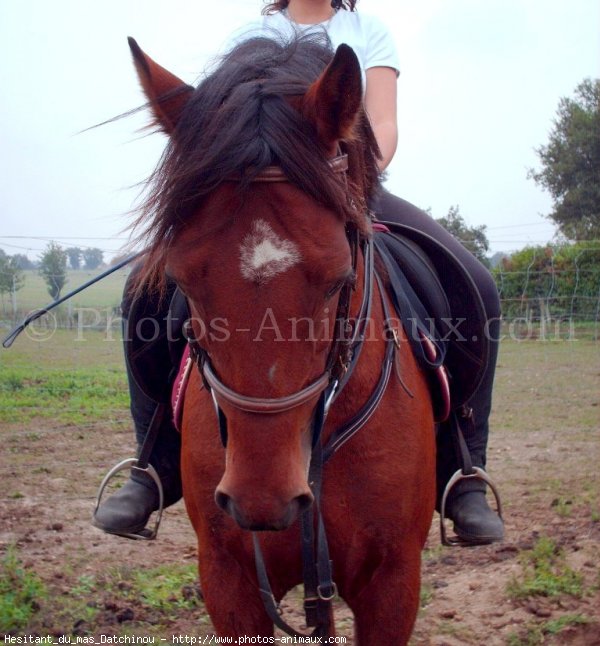 Photo de Poney franais de selle