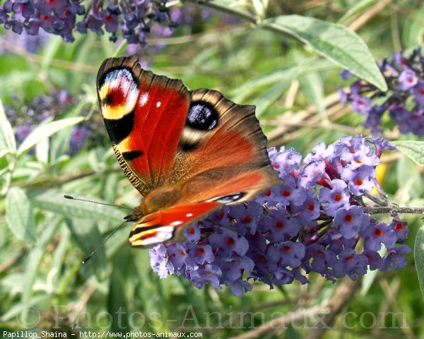 Photo de Papillon