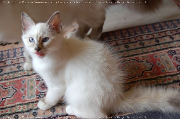 Photo de Sacr de birmanie