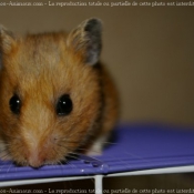 Photo de Hamster