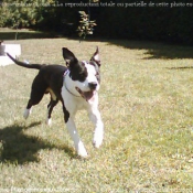 Photo d'American staffordshire terrier