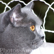 Photo de Chartreux