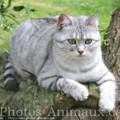 Photo de British shorthair