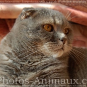 Photo de Scottish fold