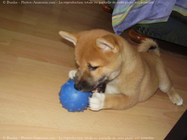 Photo de Shiba