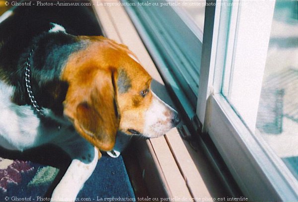 Photo de Beagle