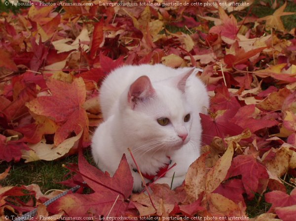 Photo de Chat domestique