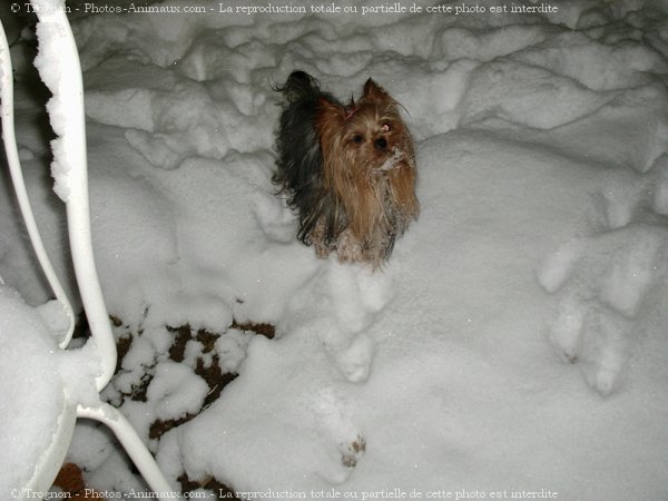 Photo de Yorkshire terrier