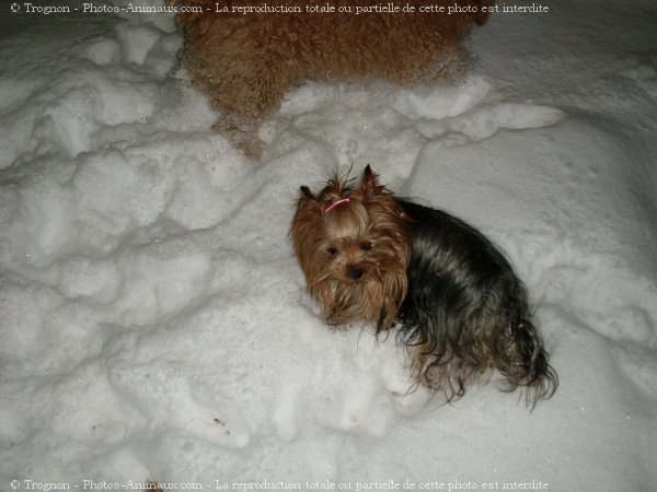 Photo de Yorkshire terrier