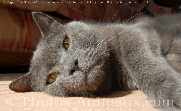 Photo de Chartreux