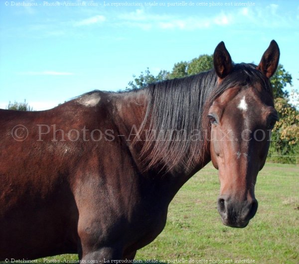 Photo de Trotteur franais