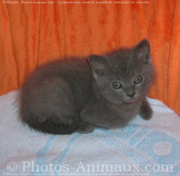 Photo de Chartreux