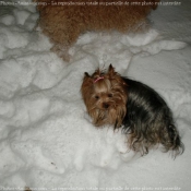 Photo de Yorkshire terrier