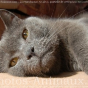 Photo de Chartreux