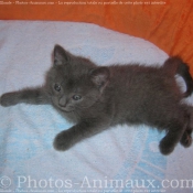 Photo de Chartreux