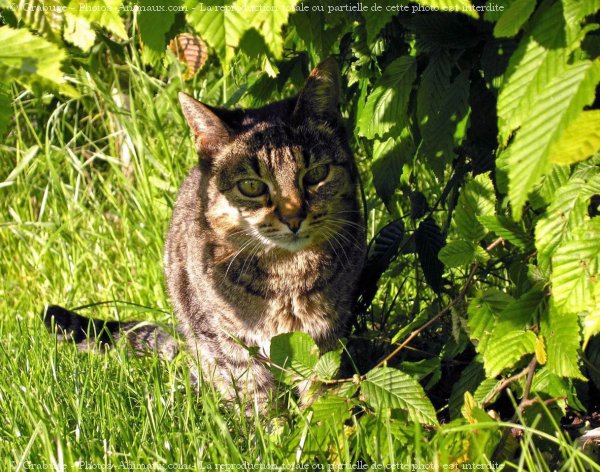 Photo de Chat domestique