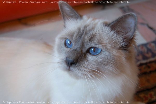 Photo de Sacr de birmanie