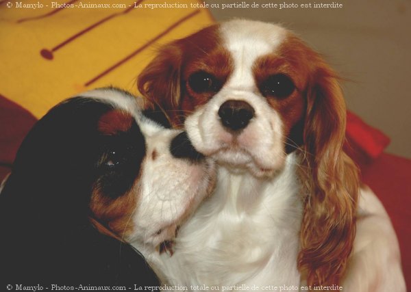 Photo de Cavalier king charles spaniel