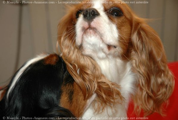 Photo de Cavalier king charles spaniel