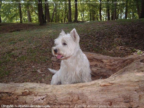 Photo de West highland white terrier