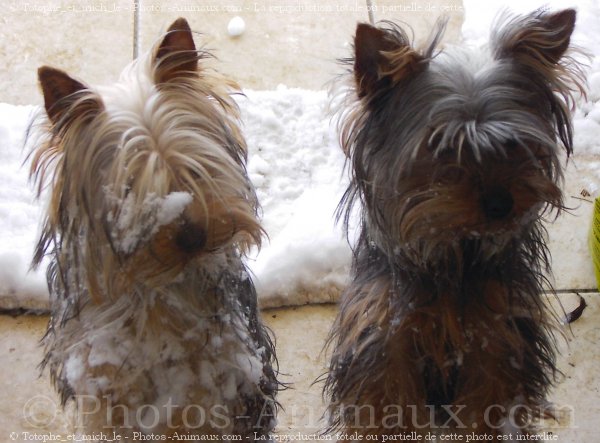 Photo de Yorkshire terrier