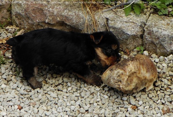 Photo de Yorkshire terrier