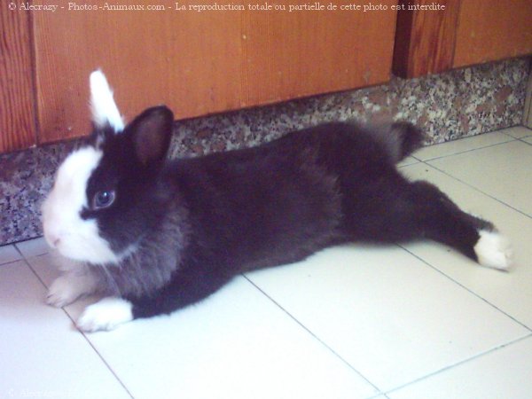 Photo de Lapin