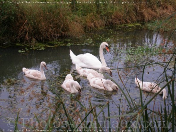 Photo de Cygne