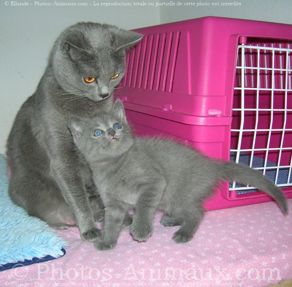 Photo de Chartreux