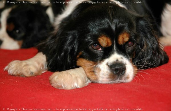 Photo de Cavalier king charles spaniel