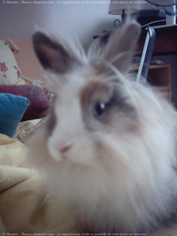 Photo de Lapin