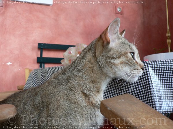 Photo de Croisement