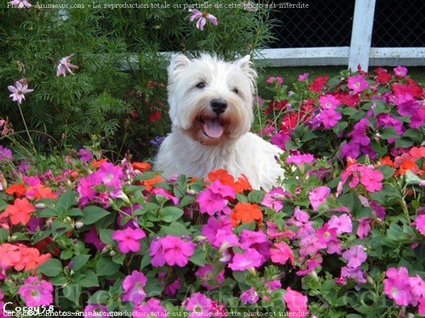 Photo de West highland white terrier