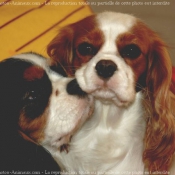 Photo de Cavalier king charles spaniel