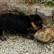 Photo de Yorkshire terrier