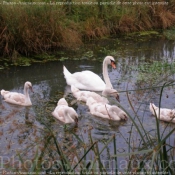 Photo de Cygne